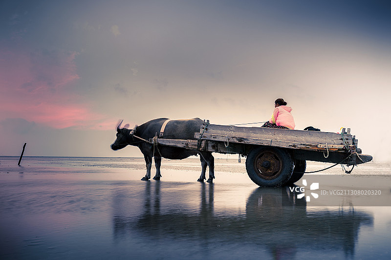 黎明中的牛车图片素材