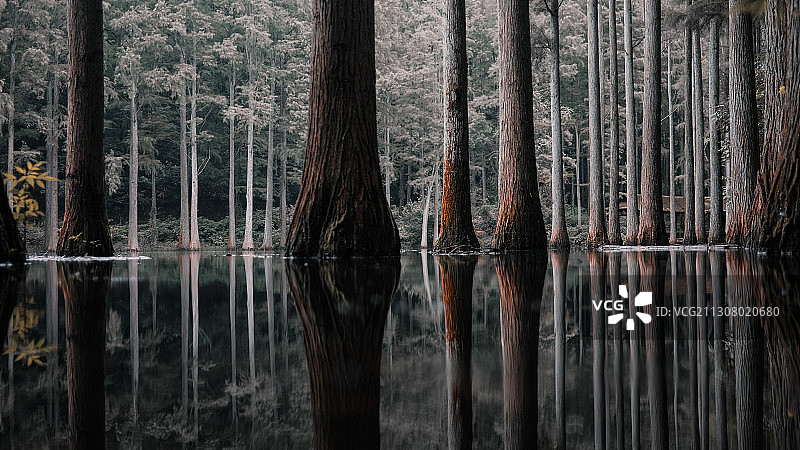 静谧水杉图片素材