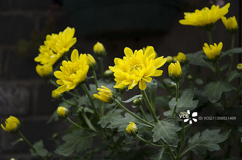墙角一簇菊花图片素材