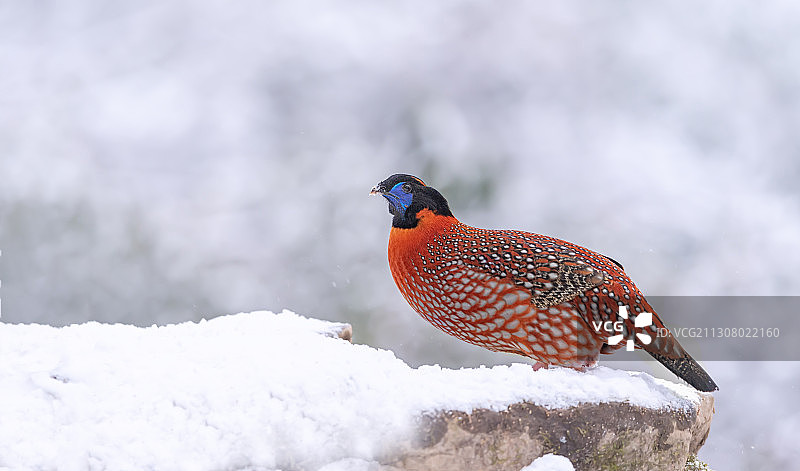 红腹角雉图片素材