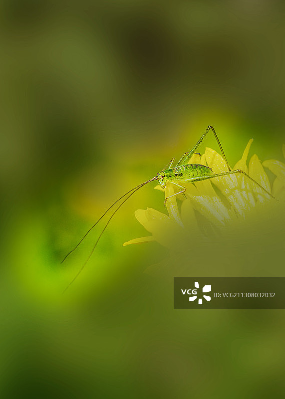 花边缘的蝈蝈图片素材