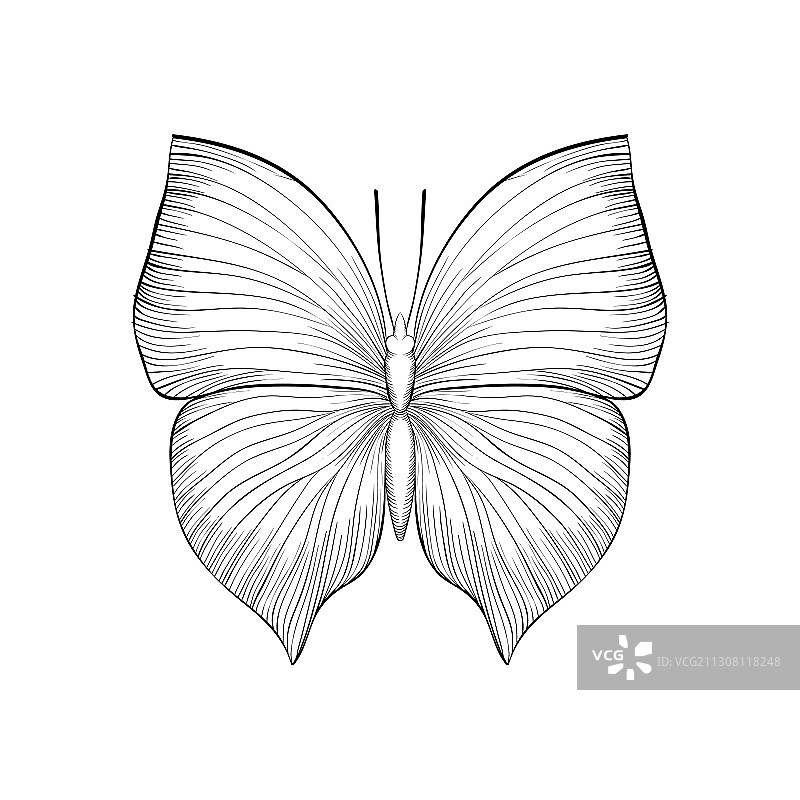 美丽的黑白单色蝴蝶图片素材