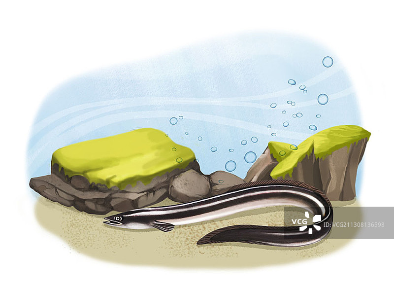 水下主题鳗鱼插画图片素材