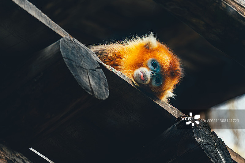 金丝猴图片素材