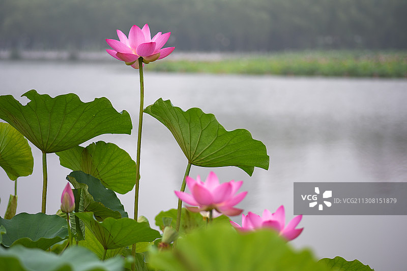 亭亭玉立图片素材