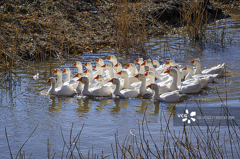 大白鹅图片素材