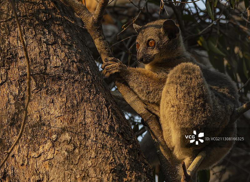 非洲马达加斯加基林迪西部干燥森林中的鼬狐猴图片素材