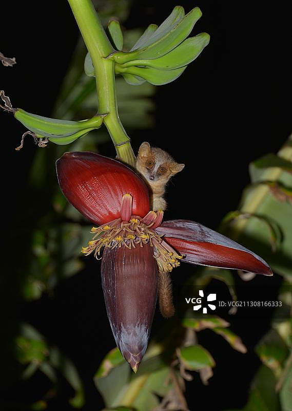 非洲马达加斯加岛阿布卡拉凡特西卡干燥森林中的小鼠狐猴图片素材