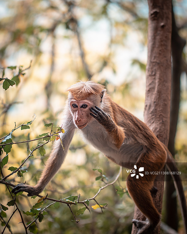 袋熊的特写图片素材
