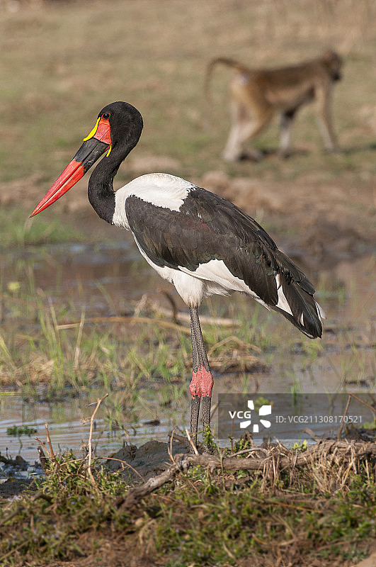 鸟儿栖息在田野上的侧面图图片素材