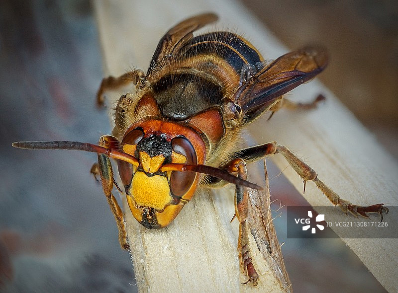 木头上的昆虫特写，俄罗斯图片素材