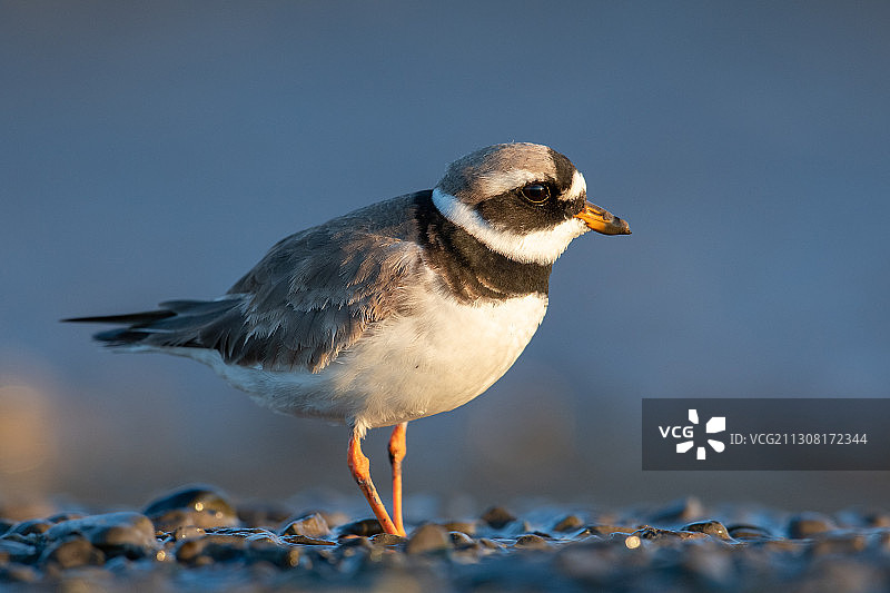 特写：栖息在沙滩上的鸟，冰岛图片素材