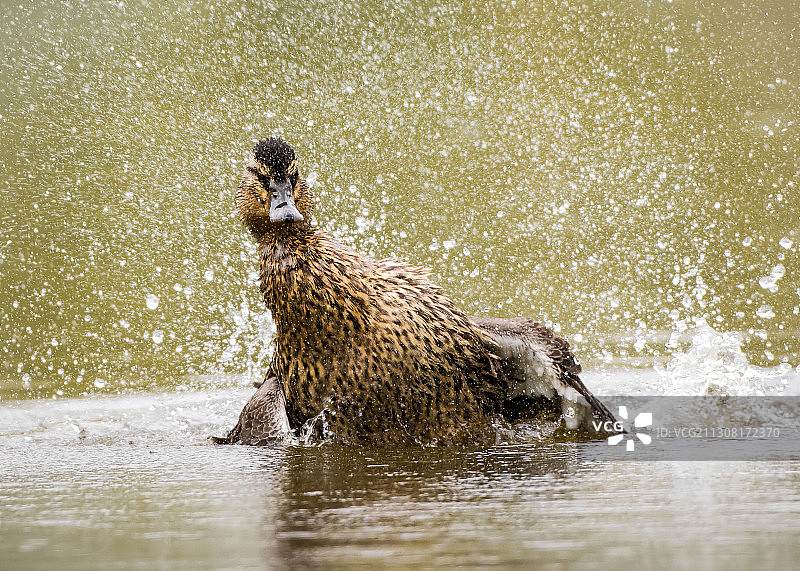 湖中驼鹿的侧面图片素材