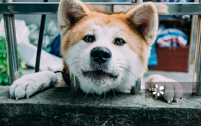 狗的特写肖像图片素材