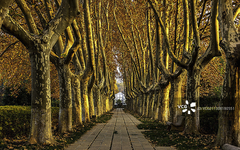 深秋，梧桐图片素材