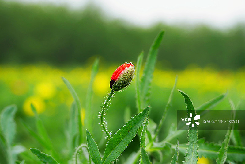 含苞待放的罂粟图片素材