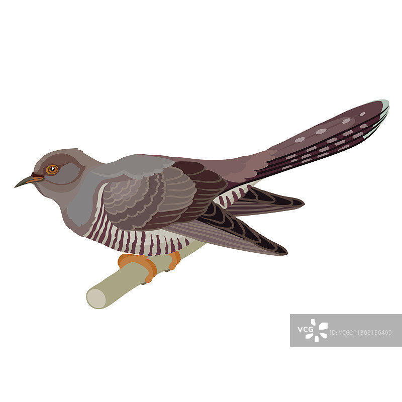 栖息在树枝上的自然风格布谷鸟图片素材