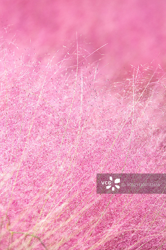 上海车墩的粉黛乱子草图片素材