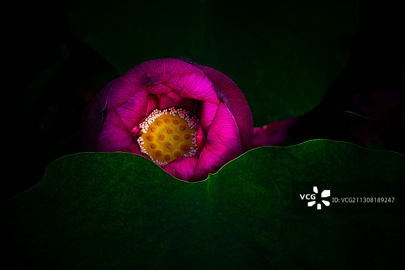 一朵从荷叶里探出头来笑嘻嘻的荷花图片素材