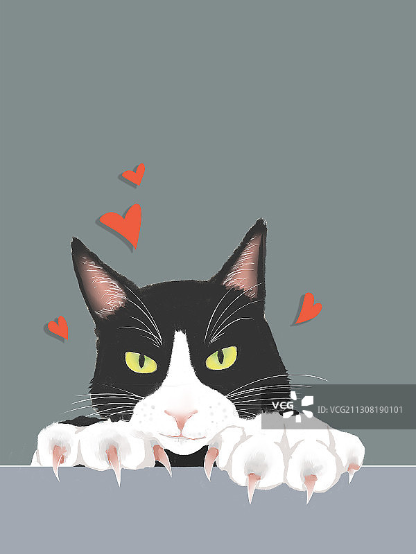 猫大王的凝视图片素材