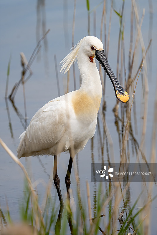 栖息在湖边的鸟类特写，特塞尔，荷兰图片素材