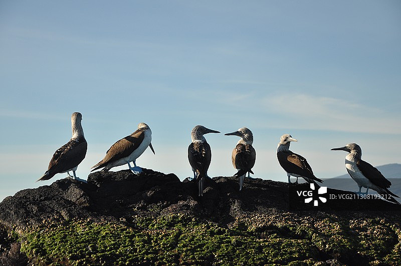 低角度仰望：鸟儿栖息在厄瓜多尔的岩石上，映衬着天空图片素材