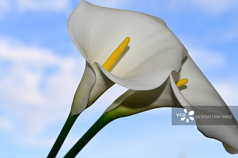 白色开花植物特写，天空背景图片素材