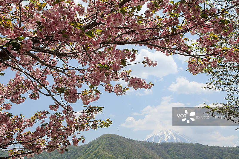 仰视角度拍摄的日本樱花图片素材