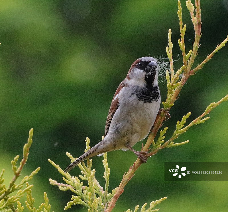 鸟儿栖息在树枝上的特写，什鲁斯伯里，英国图片素材