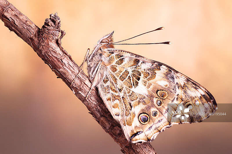 植物上的蝴蝶特写图片素材
