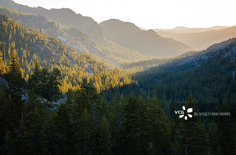 松树对着天空的风景图片素材