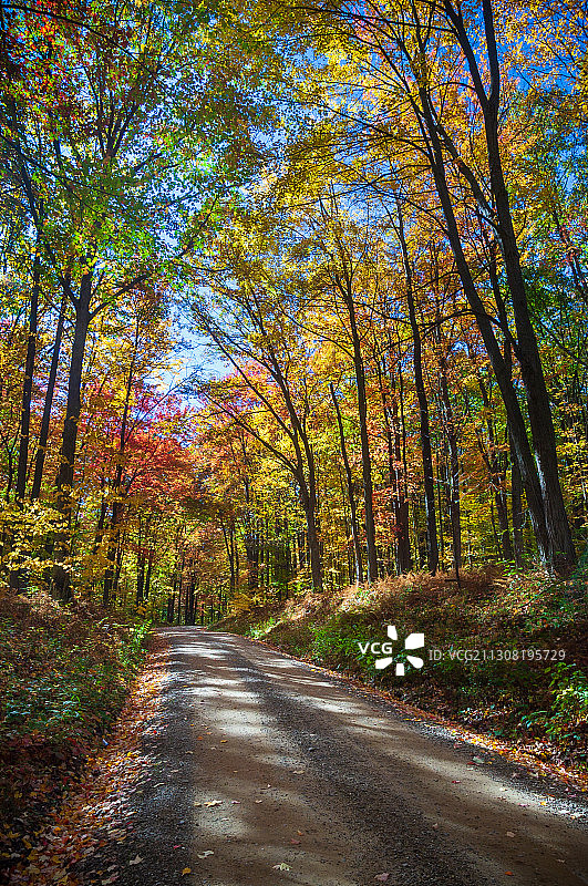 美国阿勒格尼国家森林公园秋季森林中的空旷道路图片素材
