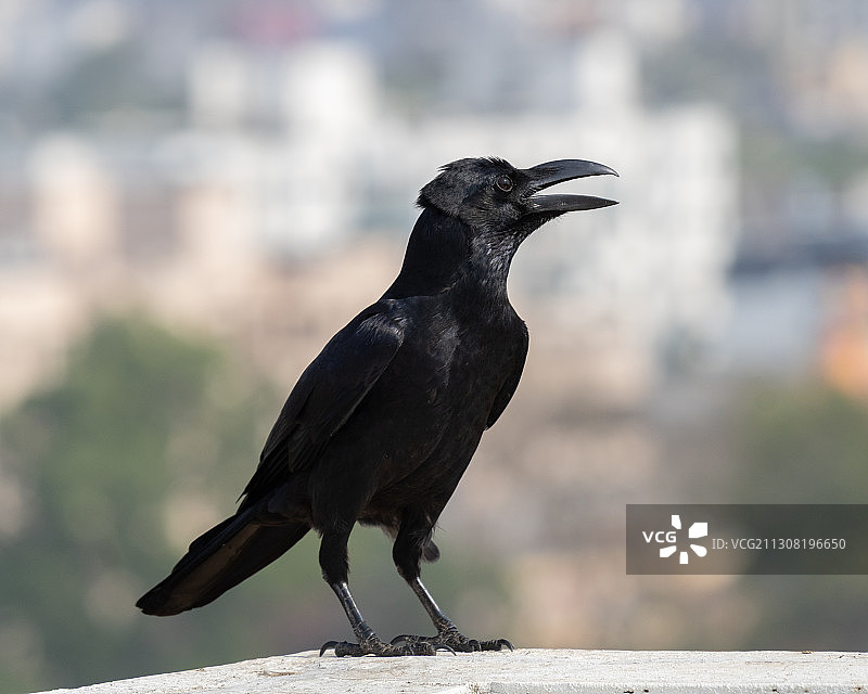 栖息在挡土墙上的鸟类特写图片素材