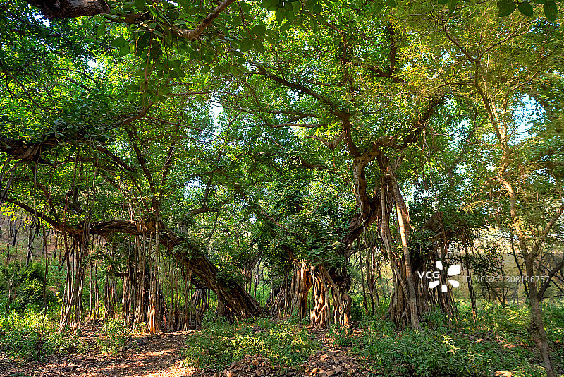树木在森林图片素材