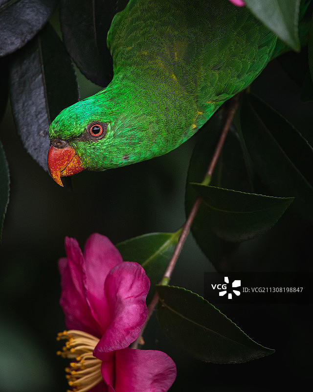 澳大利亚悉尼植物上的蜥蜴特写图片素材