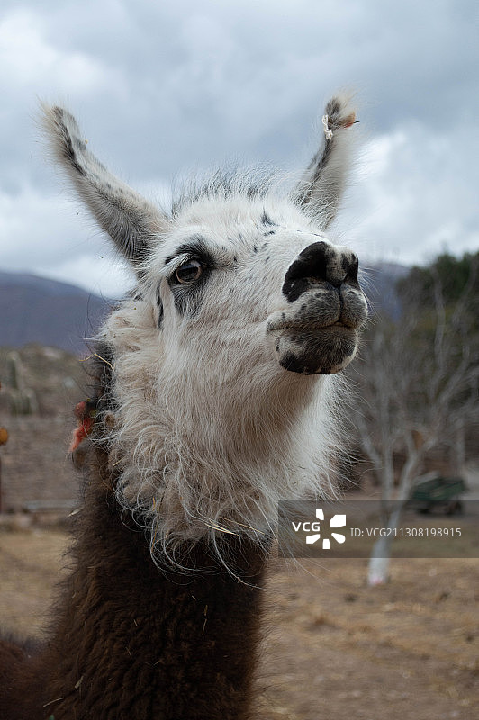 阿根廷胡胡伊省圣萨尔瓦多，天空背景下的绵羊特写图片素材