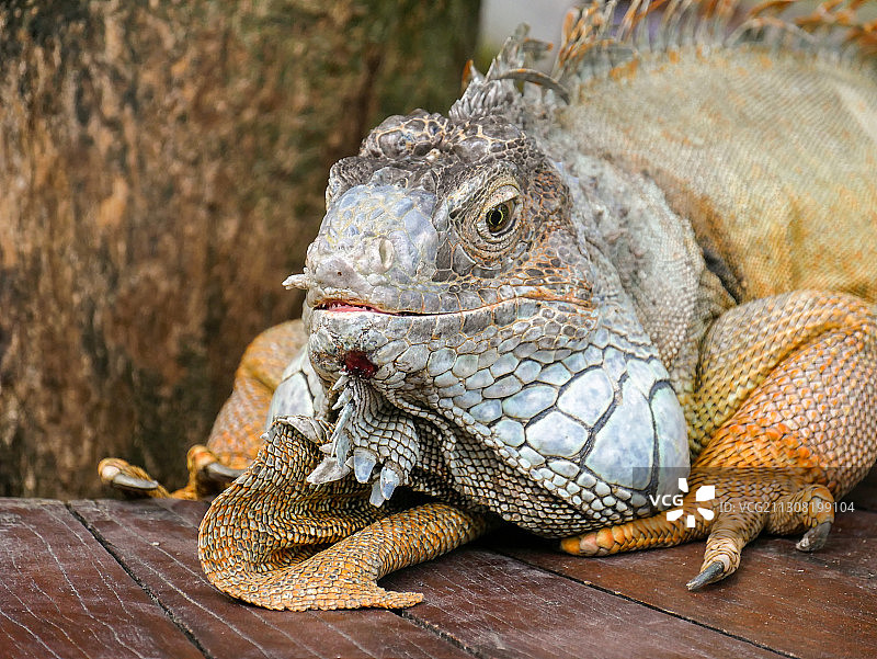 木头上鬣蜥的特写图片素材
