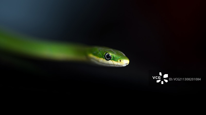 美国德克萨斯州奥斯汀黑色背景下的蛇特写图片素材