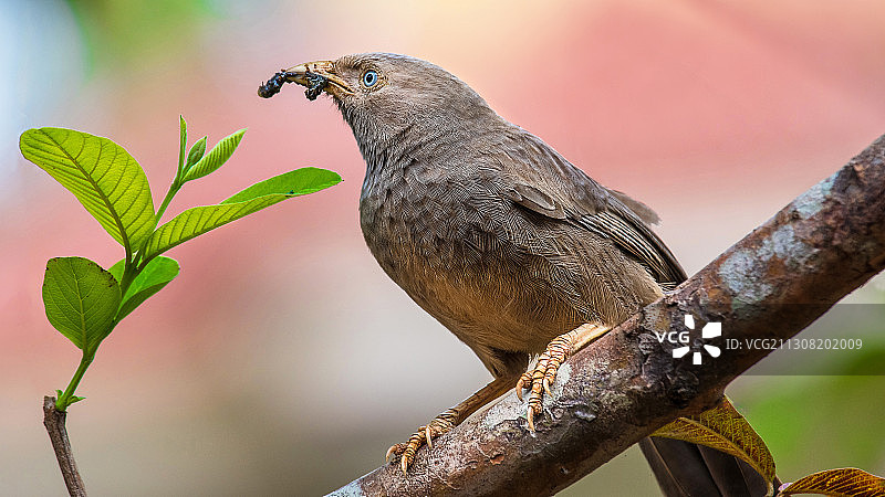 印度喀拉拉邦特里凡得琅：栖息在树枝上的鸟类特写图片素材