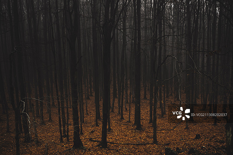 斯洛伐克特尔纳瓦地区森林树木图片素材