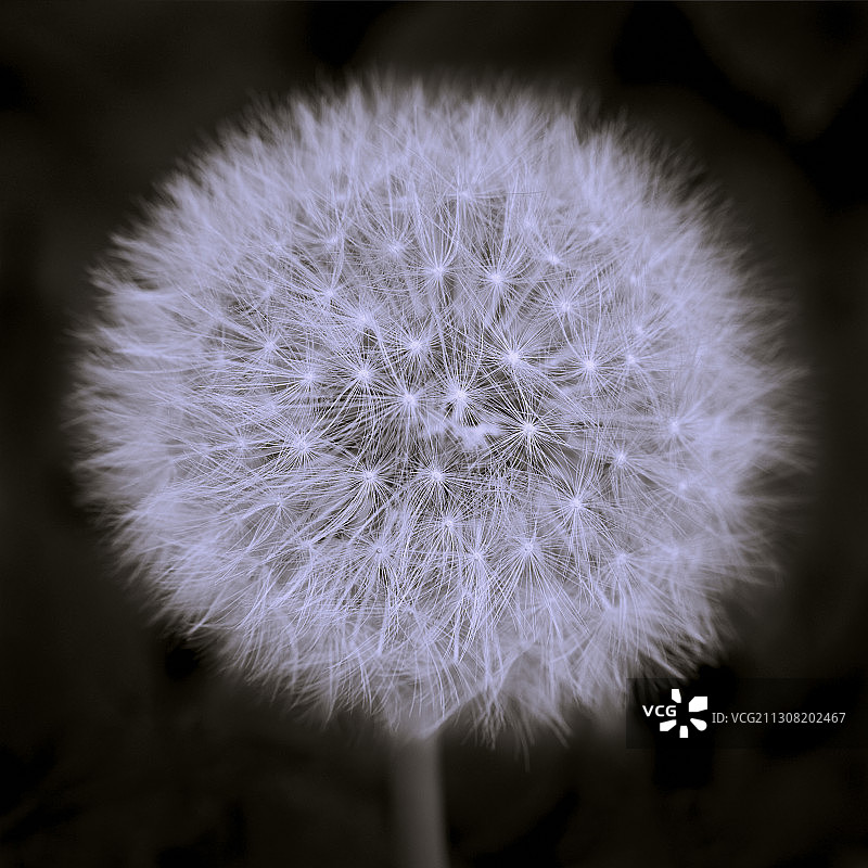 蒲公英花朵的特写，德国巴特奥因豪森图片素材