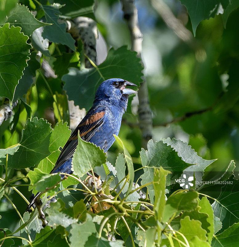 美国科罗拉多州博尔德县，栖息于植物上的鸟类特写图片素材