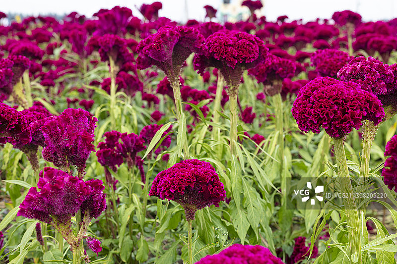 艳丽的鸡冠花图片素材