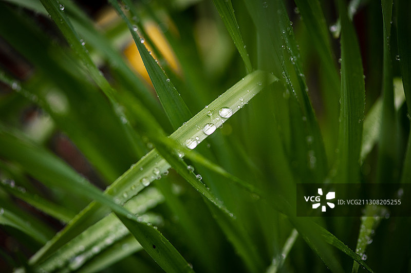 美国博尔顿：雨季湿草特写图片素材