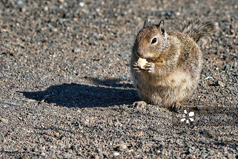 美国加利福尼亚州圣西蒙，松鼠在地上吃食物的特写图片素材