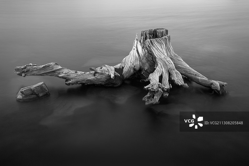 美国亚利桑那州佩森海滩上的浮木俯视角度图片素材