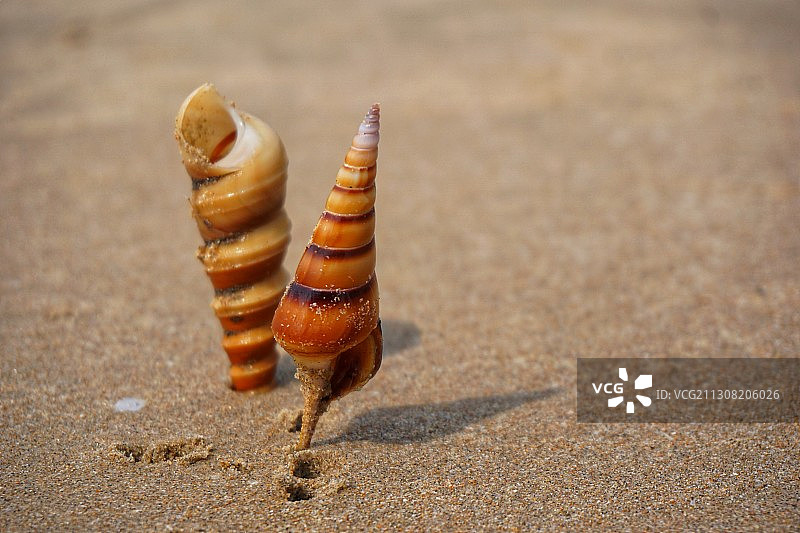 印度果阿沙滩上的蜗牛特写图片素材