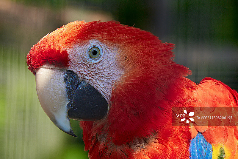 金刚鹦鹉特写，德国卡尔斯鲁厄图片素材