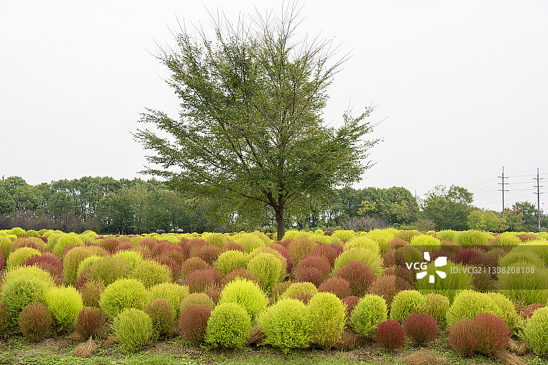 地肤林一棵树图片素材