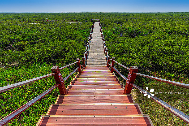 广西北海红树林及木栈道图片素材